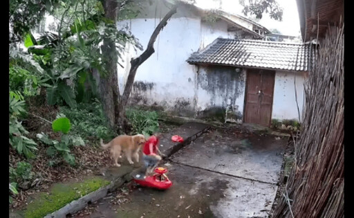 狗狗神預警！一秒驚險救命 姪子差點命喪樹枝下！