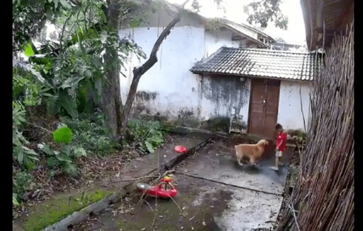 狗狗神預警！一秒驚險救命 姪子差點命喪樹枝下！