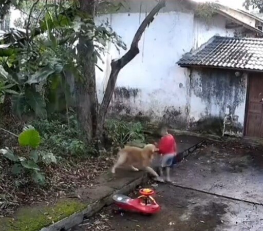 狗狗突然起身咬住小男孩？下一秒粗大樹枝從天而降！