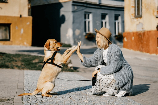 秒變聽話萌犬！破解狗狗聽指令的秘訣 從頑皮到乖乖聽話只需這幾招！