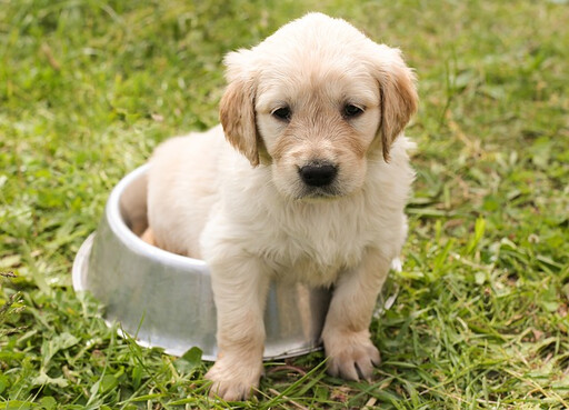 狗狗不肯吃飯？必學這些方法 讓挑食犬乖乖進食！