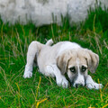 狗狗生病時該吃什麼？讓愛犬快速康復的飲食秘訣