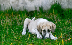 狗狗生病時該吃什麼？讓愛犬快速康復的飲食秘訣