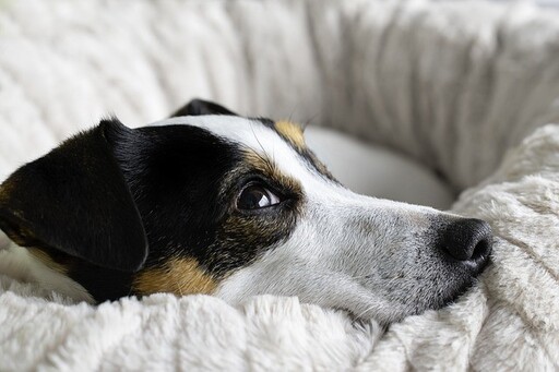 主人和狗狗睡覺會衍生許多問題？這「幾點」飼主必須要注意！