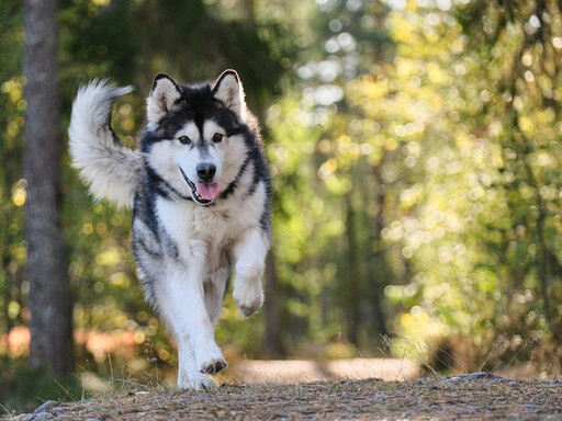 如何馴服難親人的狗狗 教你破解狗狗兇人習慣的祕密技巧