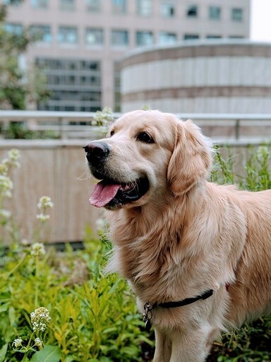 黃金獵犬沒有你想像中的聰明？關於牠們的「三種秘密」不容錯過！