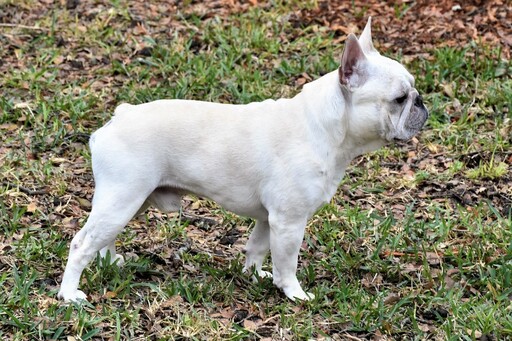 法國鬥牛犬：可愛外表背後的健康與飼養挑戰