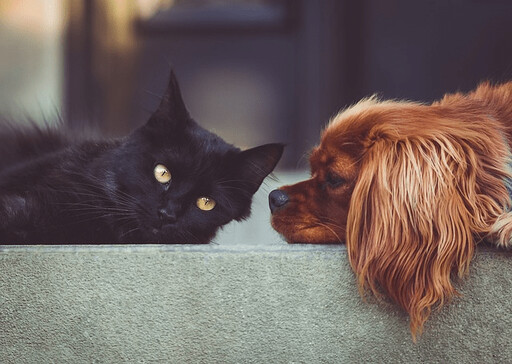 寵物的個性大不同：冷淡貓咪與熱情狗狗 帶來獨特飼養體驗