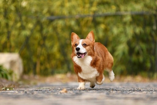 為何柯基犬如此受歡迎？這些「 優缺點」 全部分析給你聽！