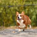 為何柯基犬如此受歡迎？這些「 優缺點」 全部分析給你聽！