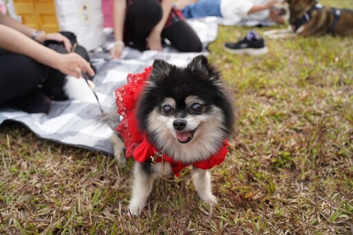 屏東縣動物之家毛小孩聖誕派對登場