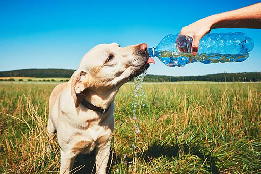 面對極端的氣候 飼主該如何保護毛小孩的安全？