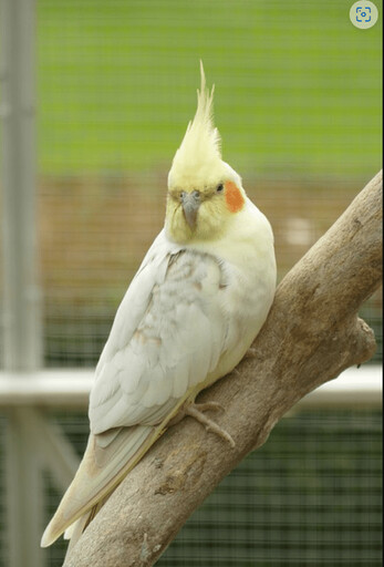 想養一隻可愛的寵物鳥？這些品種便宜又好養！