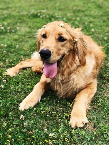 不是只有人類會社恐？黃金獵犬超內向竟獨自待在公園角落！