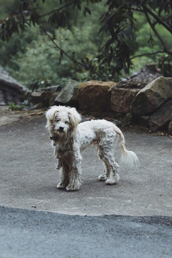 奇蹟降臨？愛犬走失近兩年竟然自己找到回家的路！