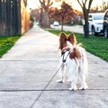 狗狗不想回家跑給主人追？她氣炸怒吼讓鄰居笑翻！