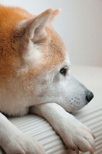 零食下一秒變成藥丸？柴犬發現真相後暴怒讓主人笑翻！