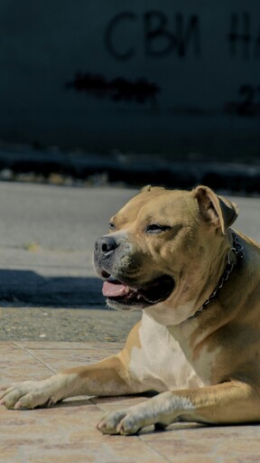 流浪惡霸犬沒人領養？志工公布超萌影片瞬間吸引百人瘋搶！