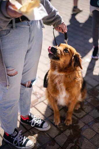 狠心飼主竟拿牽繩綁狗嘴？走近一看真相大白讓她超尷尬！