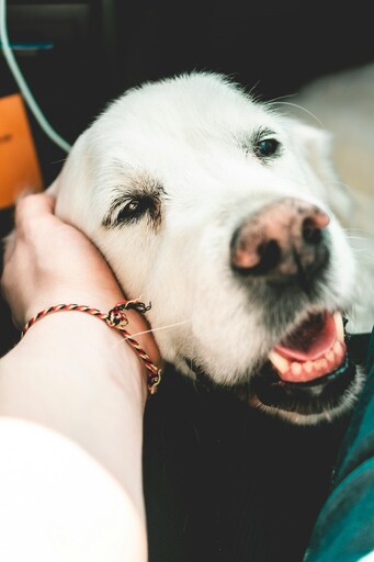 老父親過世愛犬經常難過！女兒整理遺書瞬間淚崩