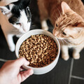 如何讓寵物適應新飼料？換糧時必須注意的「3大」原則