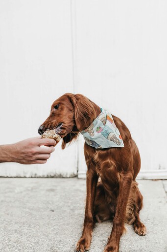 壞心主人送上狗狗造型蛋糕給愛犬吃！網友直呼：太殘忍了