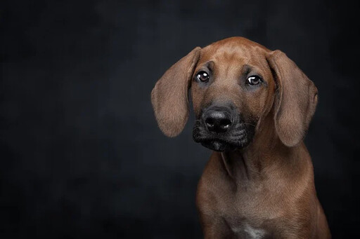 狗狗會不會怕黑？如何幫助夜晚焦慮的毛孩