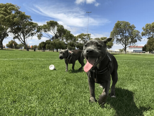 帶狗狗去公園一定要注意的5件事 避免尷尬與危險！