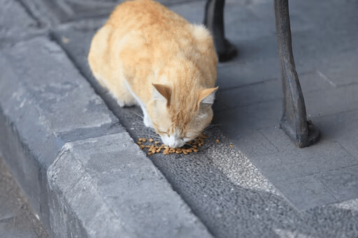 貓咪總愛撥弄飼料 竟可能和「健康」有關？