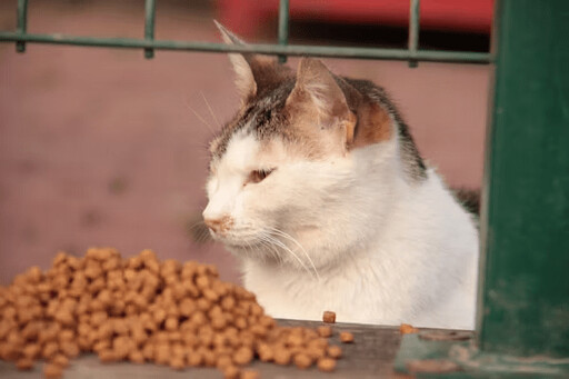 貓咪總愛撥弄飼料 竟可能和「健康」有關？