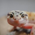 冷血動物也可以超有感情？守宮竟緊抓主人的手死不放開