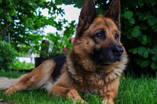 德國牧羊犬慘遭主人拋棄？牠站在原地苦守整整8小時讓人心碎