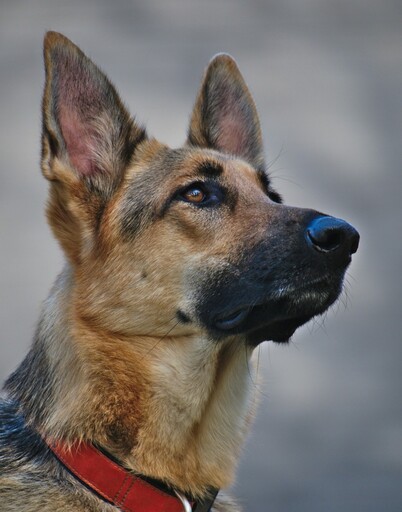 德國牧羊犬慘遭主人拋棄？牠站在原地苦守整整8小時讓人心碎