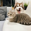 移動版真皮暖爐？狗狗走到哪貓咪就跟到哪超暖心！