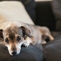 狗狗超愛暗中偷窺主人？但身體根本沒藏好讓網友笑翻