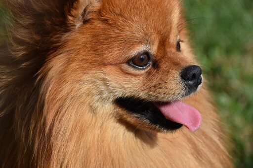 主人怕愛犬搗亂偷偷做麻糬！狗狗生氣臉擠到變形超逗趣