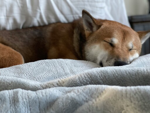 可愛柴犬慘遭主人狂吸！下秒露出驚恐表情全被錄下