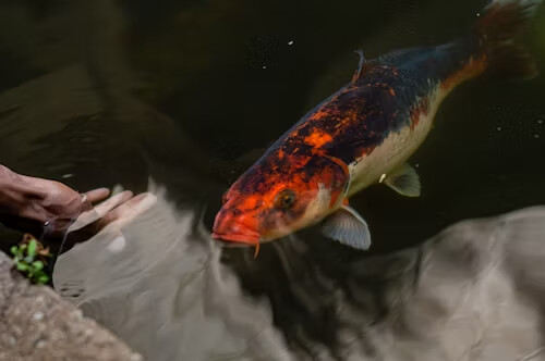 魚竟會「記住」餵食時間？牠可能比你還更準時等飯吃！