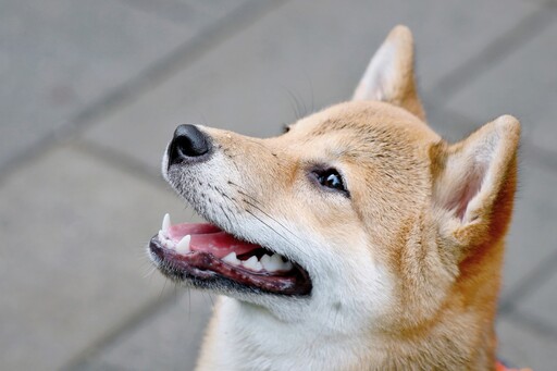 史上最孬的柴犬？牠被貓咪欺負竟跑到爬架上哭訴