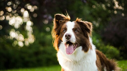 家中牛油慘遭偷吃？愛犬裝無辜下巴卻留下一大塊證據！