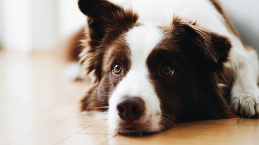 家中牛油慘遭偷吃？愛犬裝無辜下巴卻留下一大塊證據！