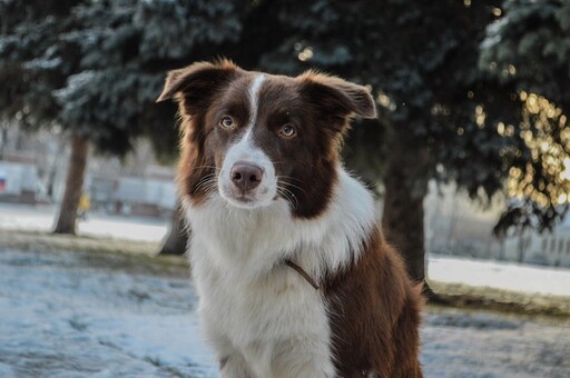 邊境牧羊犬獨自守在店門口？真相曝光讓網友全都哭了！