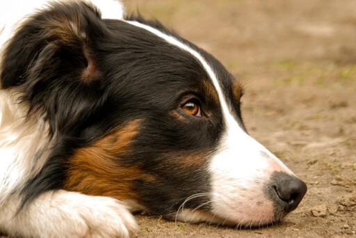 邊境牧羊犬獨自守在店門口？真相曝光讓網友全都哭了！