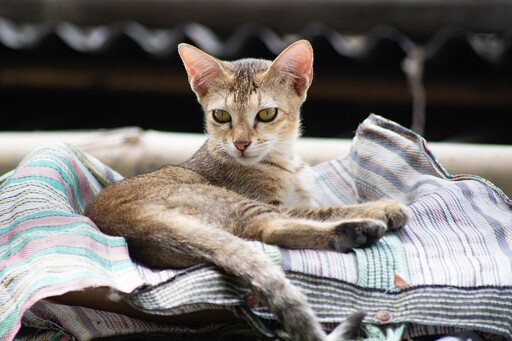 飼主抱怨貓咪亂尿壞習慣？網友點出真相讓她當場崩潰大哭！