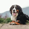 愛犬突然嘔吐緊急開刀治療！沒想到腸胃裡居然滿滿「這種東西」？