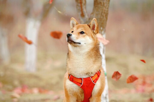 超寫實柴犬玩偶？她分享自家愛犬炸毛讓網友笑翻