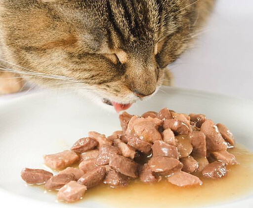 貓奴必存清單！哪些人類食物貓咪可以吃？一次告訴你！