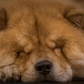 只要一散步就躺平裝死？超懶狗狗讓主人哭笑不得
