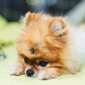 小狗因不肖繁殖導致癱瘓！仍努力露出笑容讓無數人感動又心疼