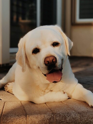 拉布拉多犬超會掉毛?他們收集起來快變成一座小山!